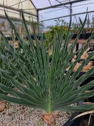 Image result for Boophone