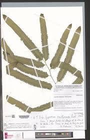 Image result for Lygodium smithianum