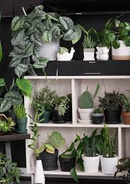 The first is commonly referred to as 'silver philodendron', the second as 'satin pothos' but confusingly have both been botanically filed under scindapsus pictus. Your Scindapsus Pictus Care And Propagation Guide