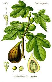 Jolly tiger is probably our most attractive fig tree with beautiful variegated leaves. Common Fig Type Fig