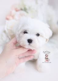 14k likes · 86 talking about this. Teacup And Toy Maltese Puppies Teacup Puppies Boutique