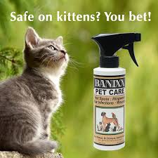 Because ear problems in cats can be due to more systemic causes, if your cat has not responded to. For Cats Ringworm In Cats Cat Skin Cat Skin Problems