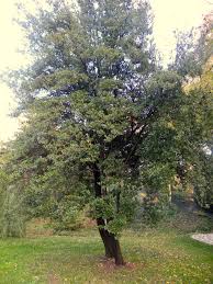 Image result for Kotschya imbricata