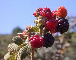 Image result for Rubus adolfi-friederici