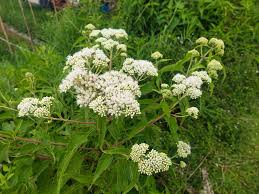 Image result for Chlorophytum perfoliatum