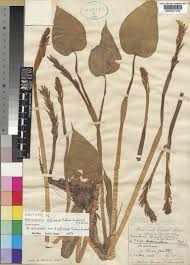 Image result for Monochoria africana