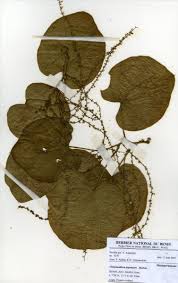 Image result for Chasmanthera dependens