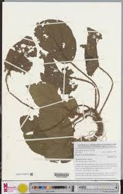 Image result for Begonia lacunosa