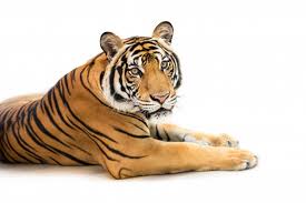 Tigre blanco ebook online epub. Imagenes De Tigre Bengala Vectores Fotos De Stock Y Psd Gratuitos