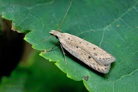 Image result for Nothris verbascella