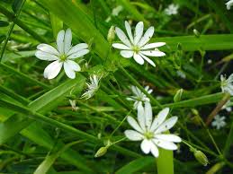 Image result for Stellaria sennii