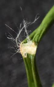 Image result for Eragrostis sarmentosa