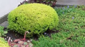 May 12, 2021 · marienthal's team installed plants like star jasmine to hide the utilities, coleonema pulchellum 'sunset gold', anemone 'honorine jobert', and australian violet. Plantfiles Pictures Coleonema Breath Of Heaven Sunset Gold Coleonema Pulchellum By Kell