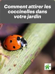 Comment Attirer Et Garder Les Coccinelles Dans Votre Jardin En 2020 Jardins Comment Planter Des Tomates Astuce Jardinage