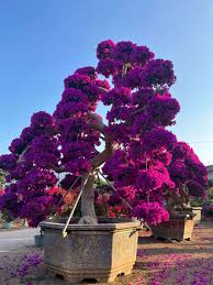 Image result for Bougainvillea