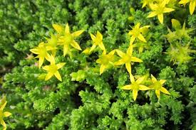 The flowers are usually yellow or pink in color and can be quite showy. Sedum Stonecrop How To Plant Grow And Care For Sedum Plants The Old Farmer S Almanac