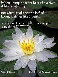 Pin On Lotus