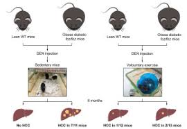 Alí humar gonzález (el colegio, cundinamarca, colombia) es un actor, director y presentador de televisión colombiano, reconocido principalmente por ser haber dirigido el longevo programa de humor sábados felices. Exercise Retards Hepatocarcinogenesis In Obese Mice Independently Of Weight Control Journal Of Hepatology