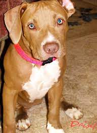 Jul 21, 2008 · adopt pit bull dogs in oregon. Oregon Pit Bull Rescue Home Facebook