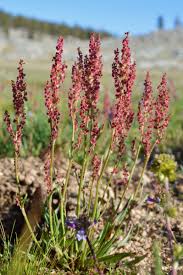 Image result for Rumex