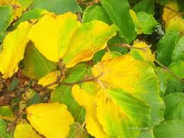 Image result for Hamamelis mollisi