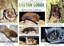 Bat walk