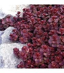 Image result for Sedum ruwenzoriense