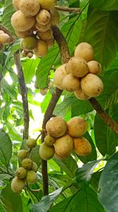 Image result for Landolphia owariensis