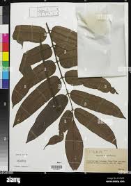 Image result for Canarium schweinfurthii