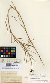 Image result for Pycreus mundtii