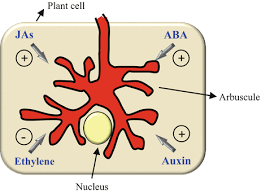 This is an online quiz called this animal cell needs labelling! Chemical Signalling In The Arbuscular Mycorrhizal Symbiosis Biotechnological Applications Springerlink