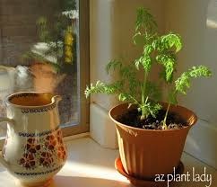 Because carrots should be grown at a spacing of about an inch apart, the wider the pot, the more carrots you can grow. Create An Instant Indoor Garden Using Carrot Tops Birds And Blooms