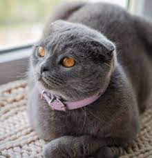 We did not find results for: Scottish Fold Kittens For Sale Adoptapet Com