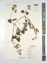 Image result for Clematis hirsuta