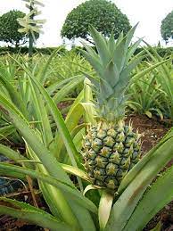 Pin By Marisol Elias On Fruit Growing Pineapple Pineapple Planting Food Forest Garden