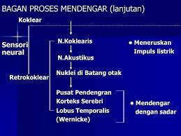 We did not find results for: Anatomi Fisiologi Telinga Prof Sri Harmadji Dr Sptht Kl K Ppt Download