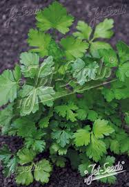 Image result for Petroselinum