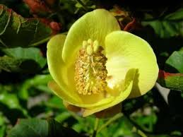 Image result for Nesaea passerinoides