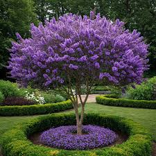 Image result for Vitex