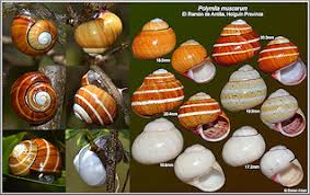 Image result for Polymixis polymita
