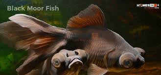 Bedroom and kitchen are the two locations prohibited for keeping a fish aquarium according to the vastu as it can generate food and sleep related health issues. Best Vastu Fishes For Home Aquarium Direction Homes247 In
