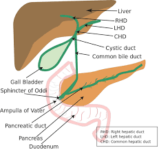 Ampullary Cancer Causes Symptoms Diagnosis Staging Treatment