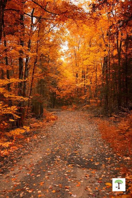 Signs of Fall Autumn Scavenger Hunt Idea - Rhythms of Play