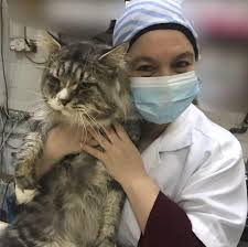 Contact klinik haiwan & surgeri shah alam on messenger. Klinik Haiwan Surgeri Shah Alam 2 346 Fotos Tierarzt Lot 4g 1 Jalan Nuri 6 1 Pusat Daerah Seksyen 6 40000 Shah Alam Selangor Malaysia