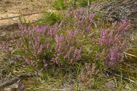Check spelling or type a new query. Heather An Evergreen Shrub With Small Leaves And Purple Pink Flowers Heather S Lavish Bloom Stock Photo Picture And Royalty Free Image Image 83682993
