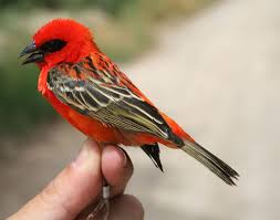 Birding Bahrain Archives For May 2007 Beautiful Birds Red Birds Bird