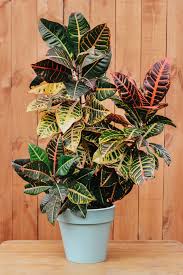 Image result for Croton triqueter