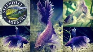 Breeding Fish For Profit Aquarium Betta Fish And Guppy Fish Update Lifewithpets Tank Divider Youtube