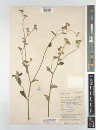 Image result for Gutenbergia cordifolia