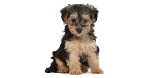 I strive to raise healthy, happy. Michigan Puppies For Sale From Vetted Michigan Dog Breeders
